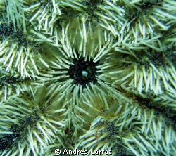 SEA URCHIN W/ROE by Andres Larraz 